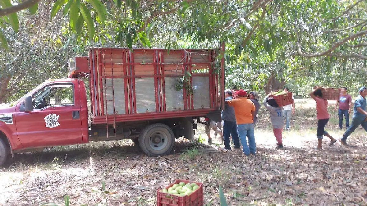 personas cargando rejas de mango